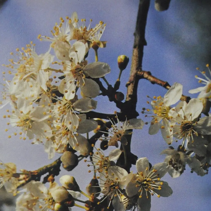 Cherry Plum Bach Flower Remedy 10ml